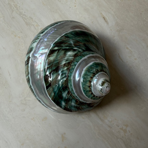 Medium Size Shells Not Found In Typical Souveneir Packs - Picture 2 of 16